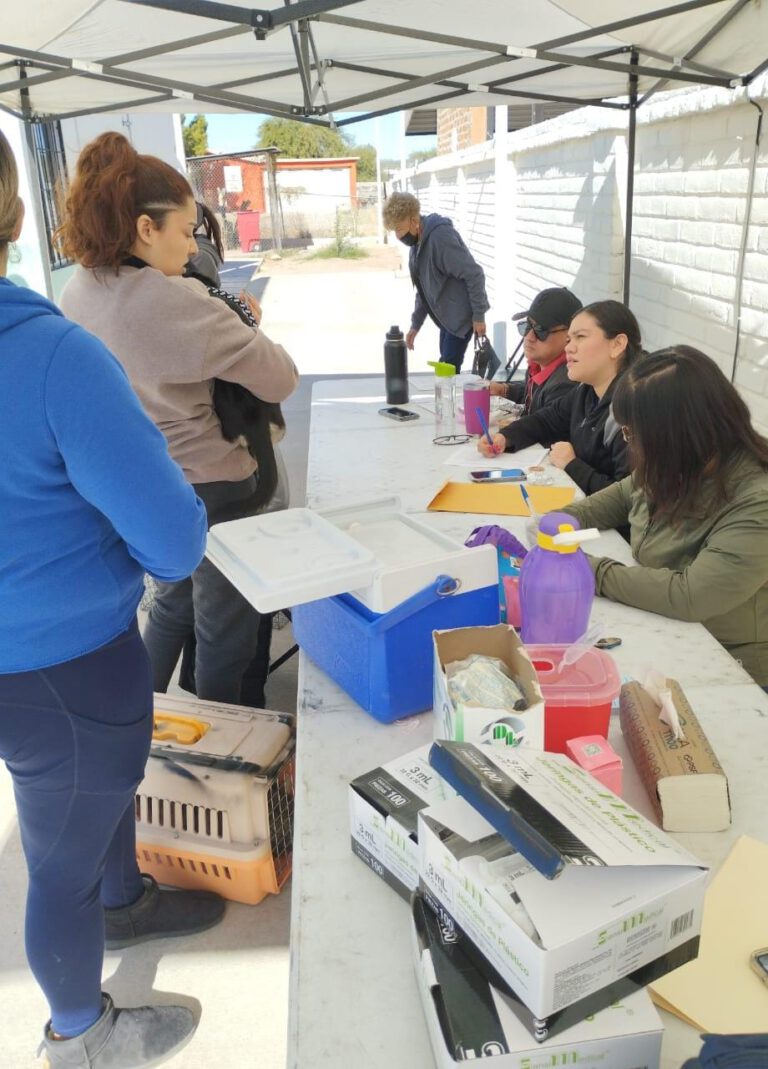 ESTERILIZACION Y VACUNACION CANINA Y FELINA